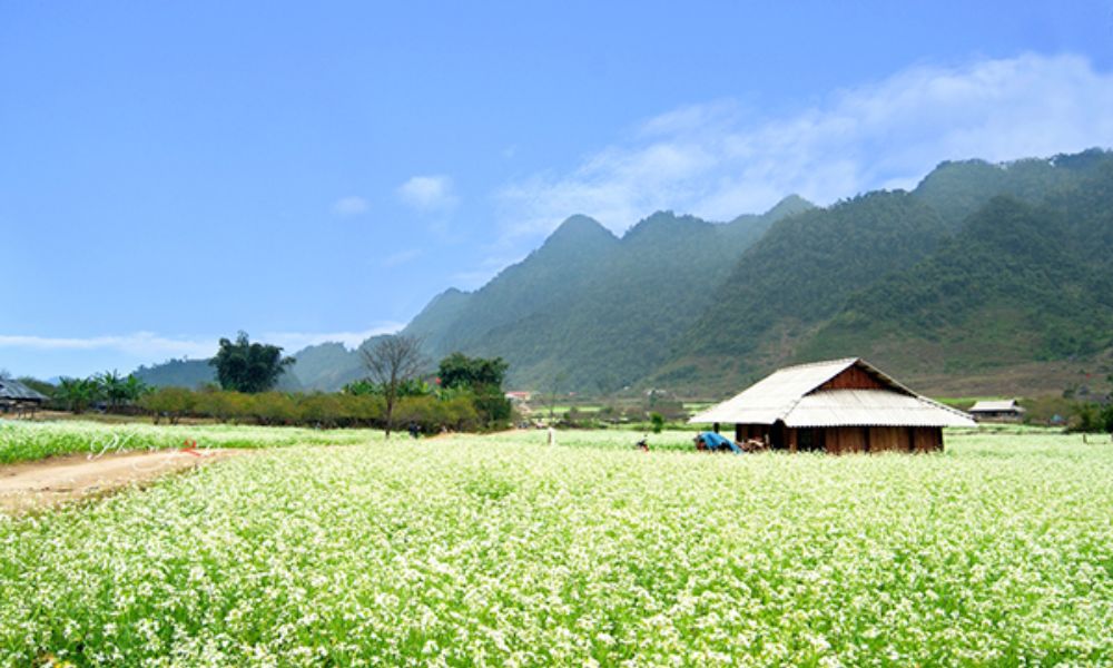 moc chau white mustard flower season